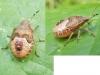 Peribalus strictus